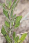 Oblongleaf snakeherb